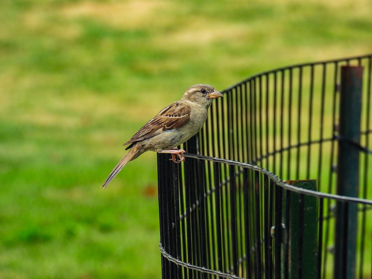 House Sparrow - ML638383224