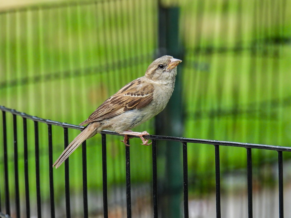 House Sparrow - ML638383225