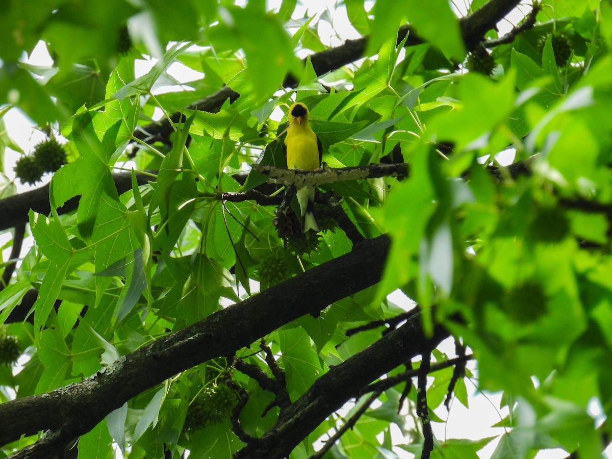 American Goldfinch - ML638383229