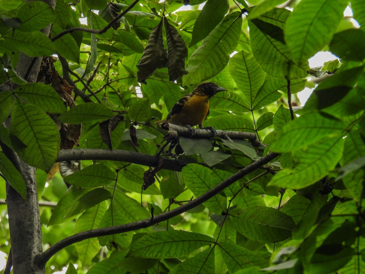 Baltimore Oriole - ML638383235