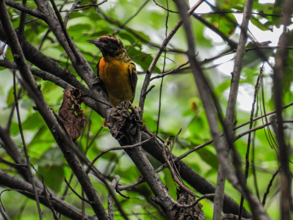 Baltimore Oriole - ML638383237
