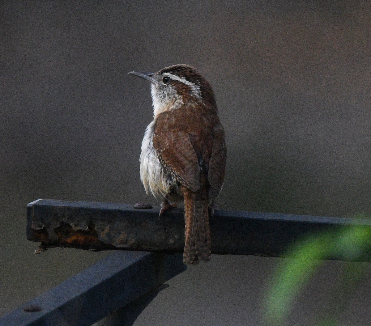 Carolina Wren - ML638383247