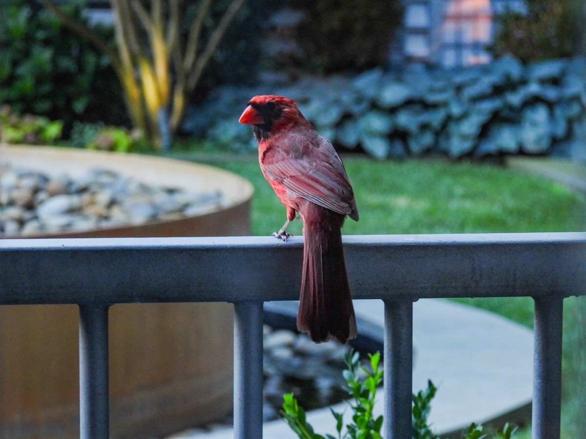 Northern Cardinal - ML638383248