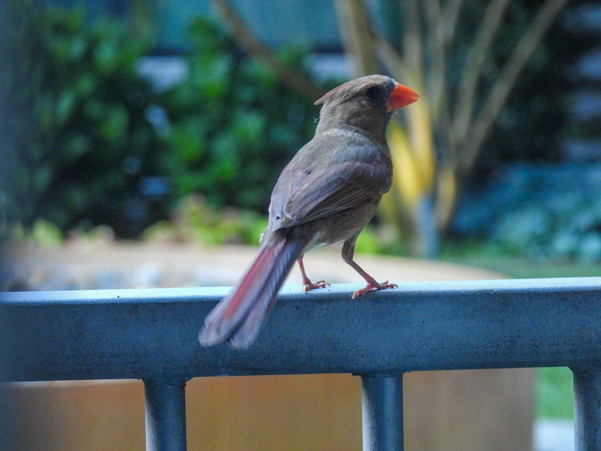 Northern Cardinal - ML638383250