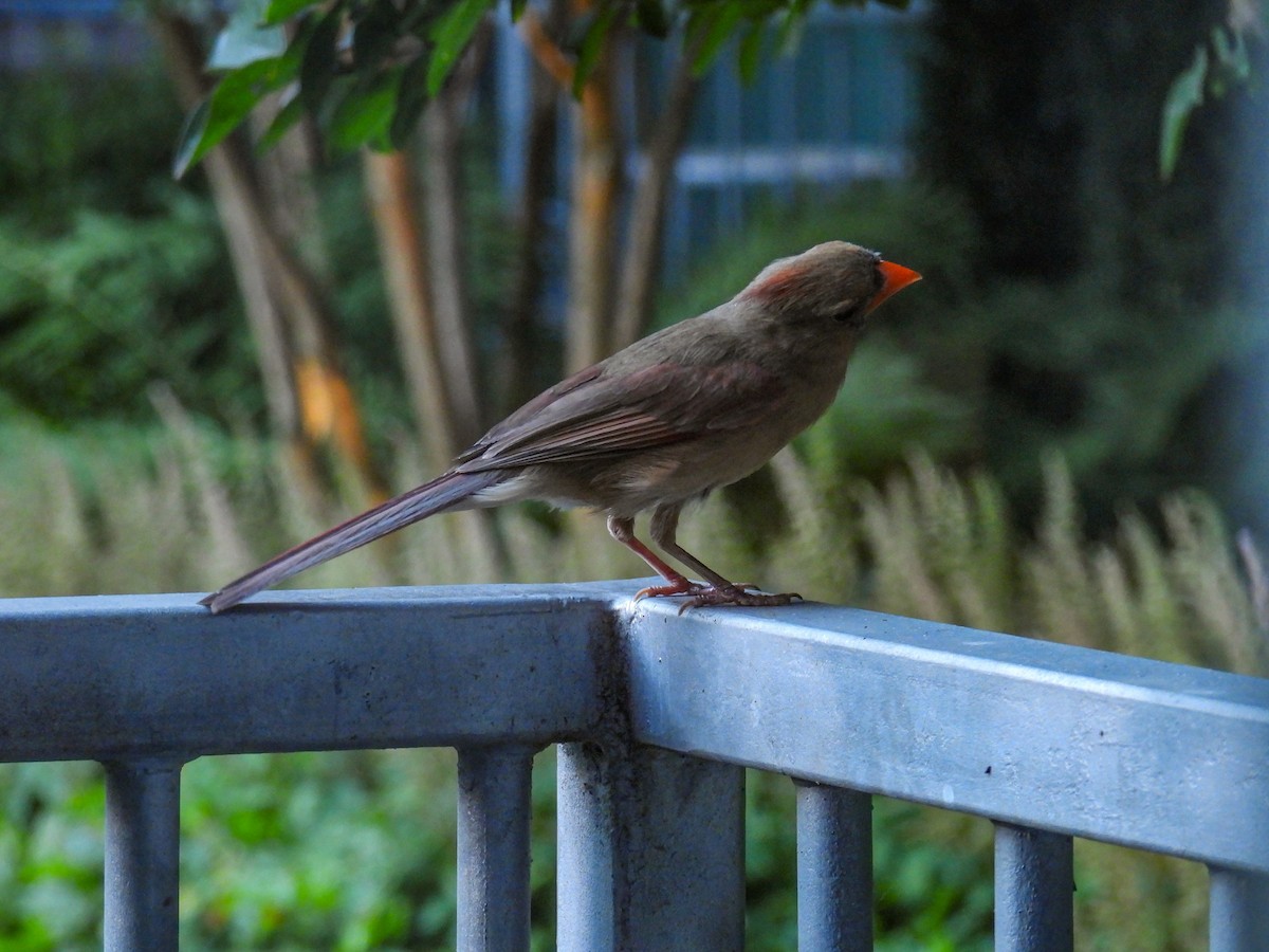 Northern Cardinal - ML638383251