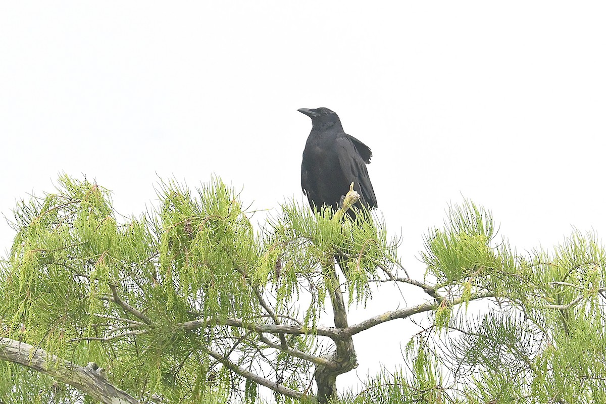 Fish Crow - ML638383255