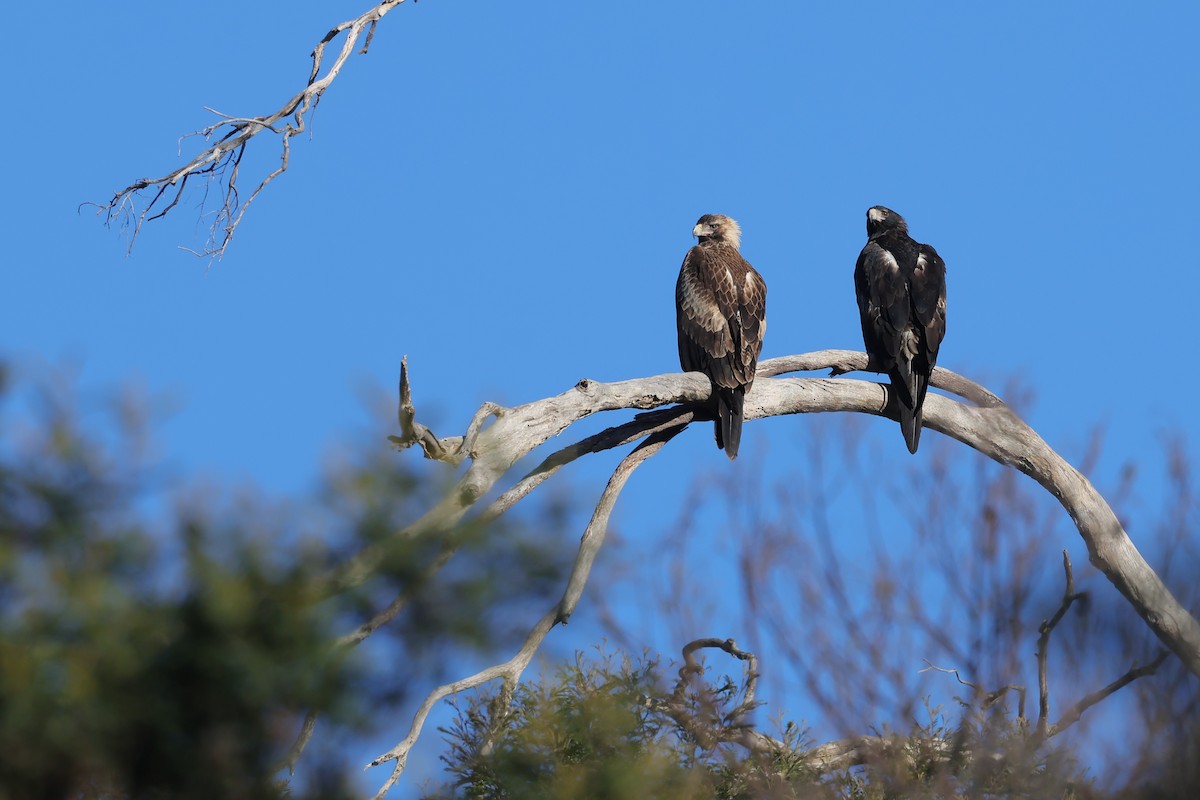 Águila Audaz - ML638383256