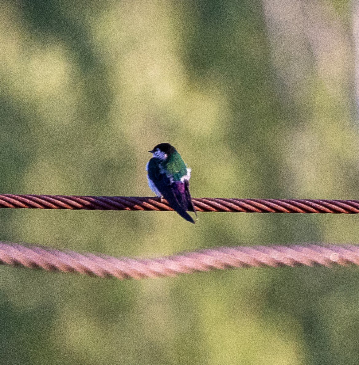 Violet-green Swallow - ML638383266