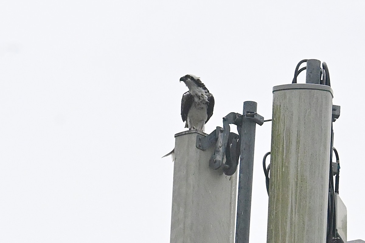 Osprey - ML638383267