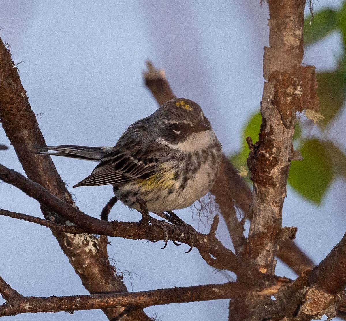 Yellow-rumped Warbler - ML638383278