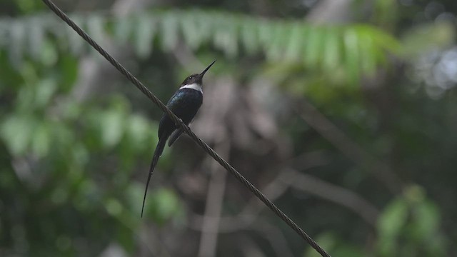 Paradise Jacamar - ML638383314