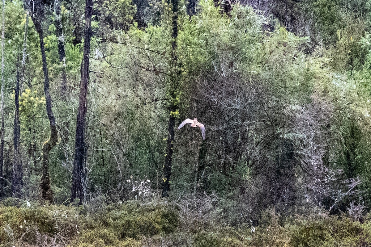 Fuegian Snipe - ML638383332