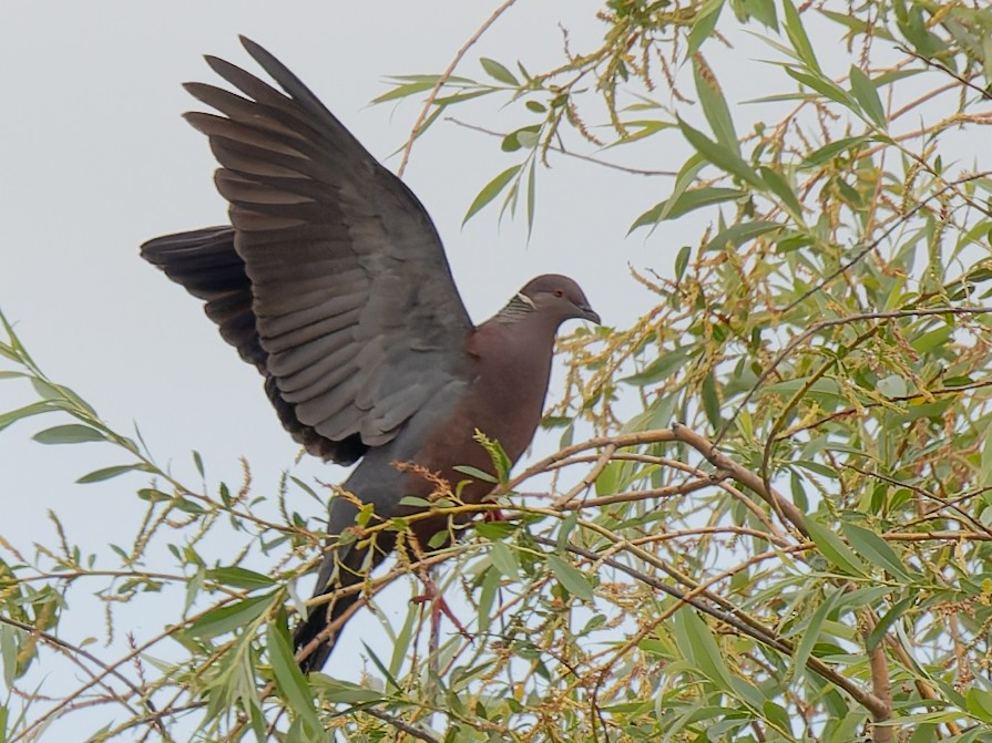 Chilean Pigeon - ML638383335