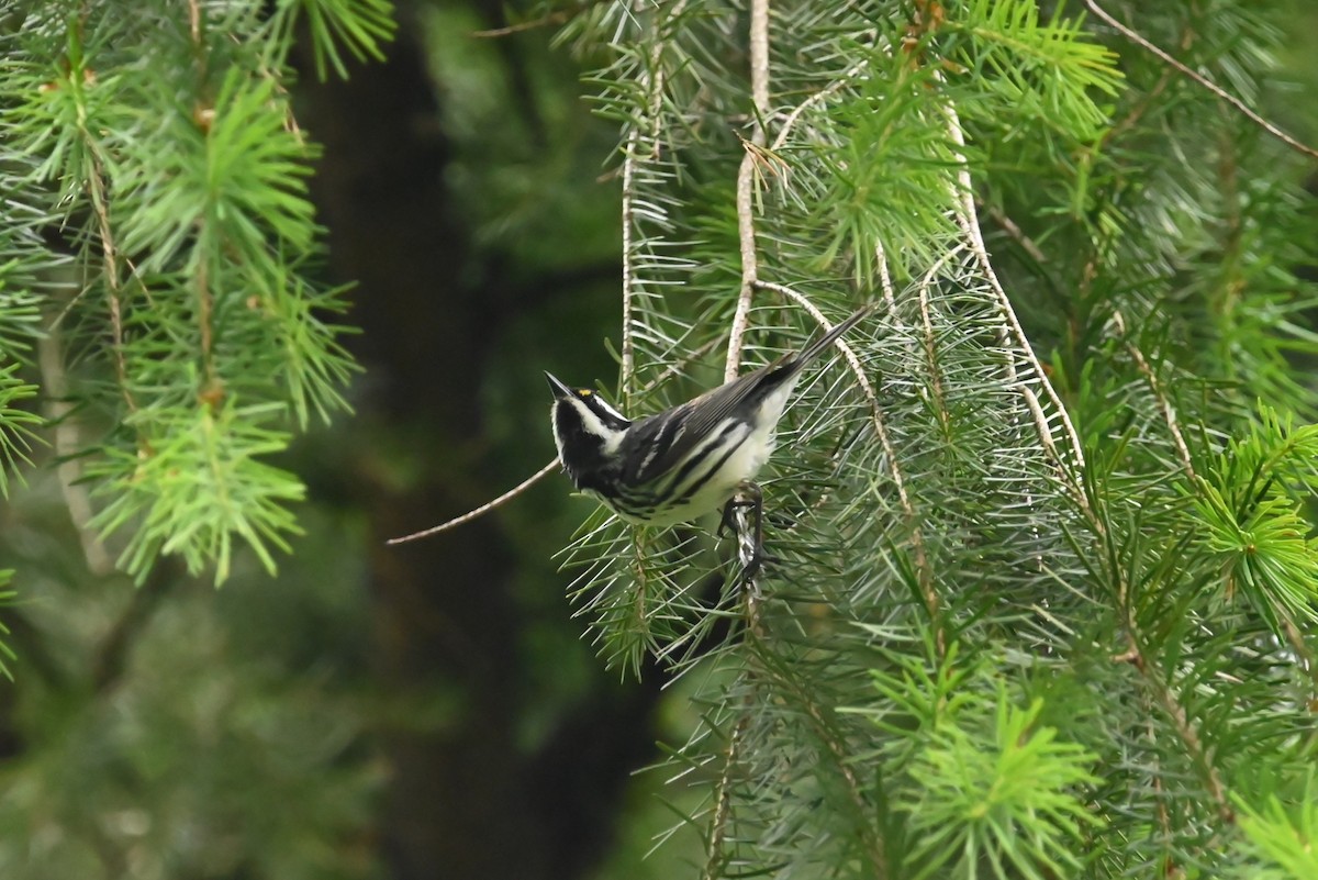 Black-throated Gray Warbler - ML638383340