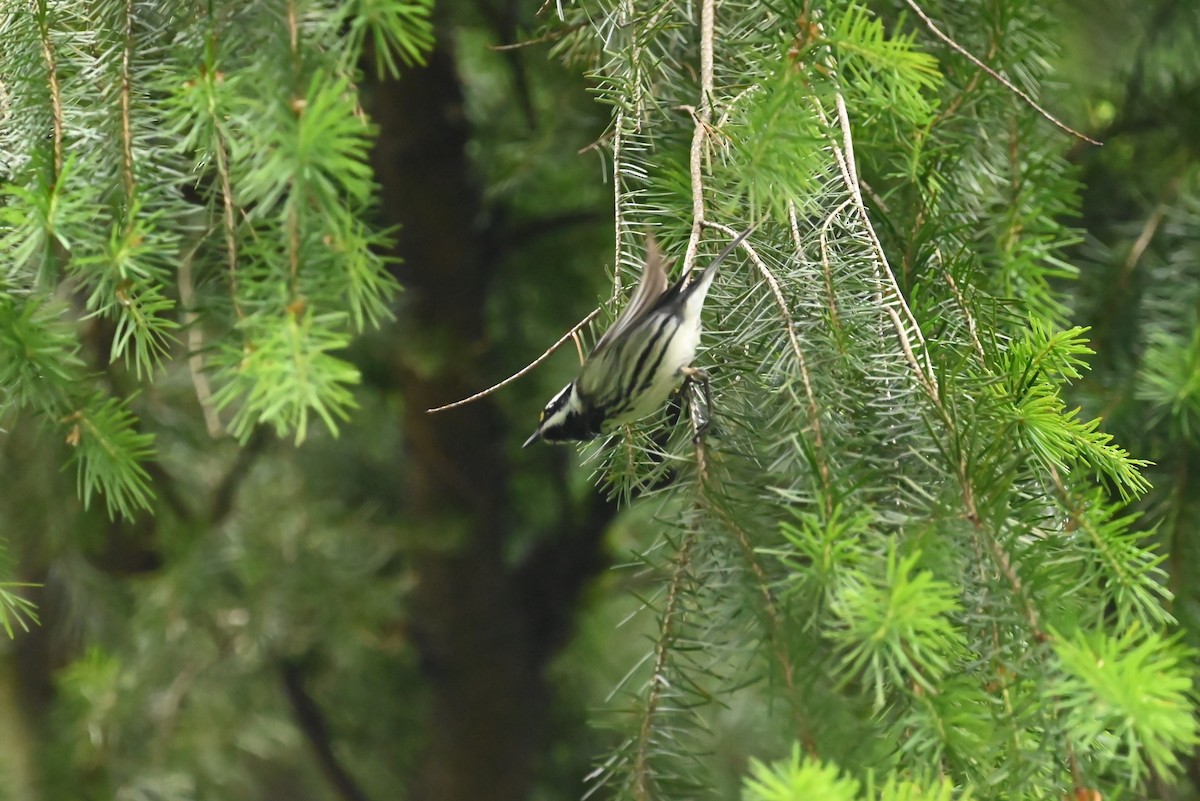 Black-throated Gray Warbler - ML638383341