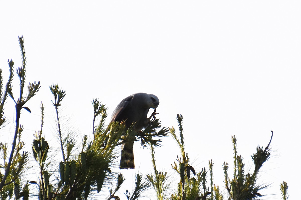 Mississippi Kite - ML638383352