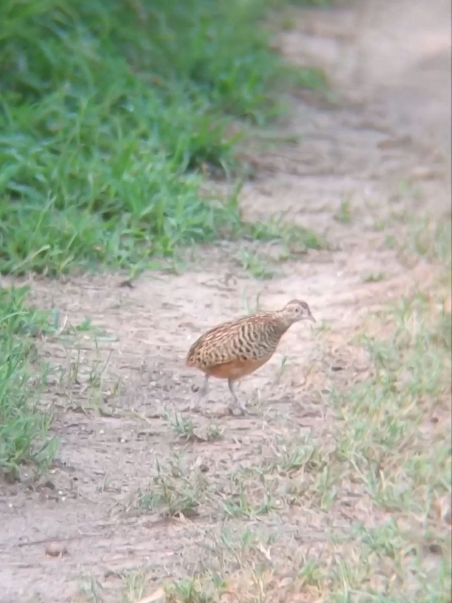 Barred Buttonquail - ML638383355