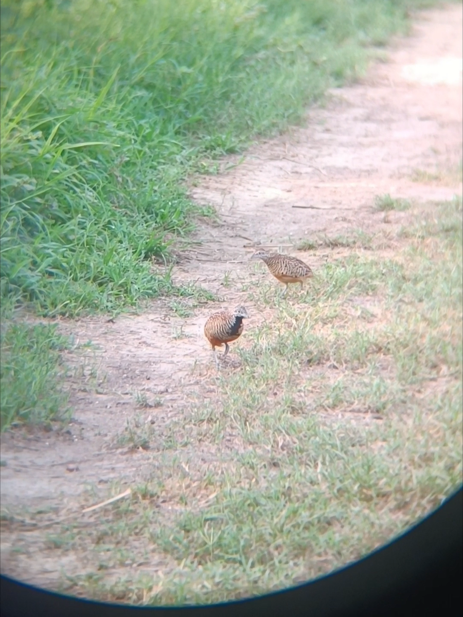 Barred Buttonquail - ML638383356