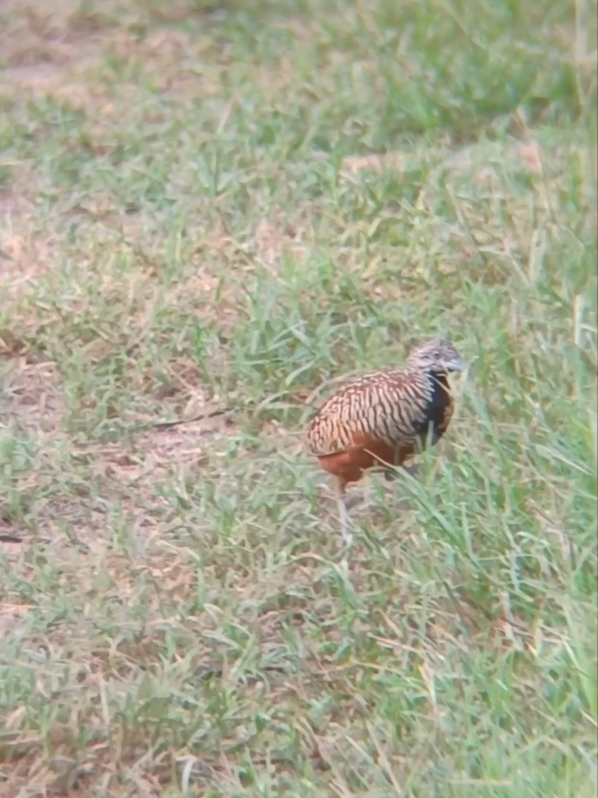 Barred Buttonquail - ML638383357