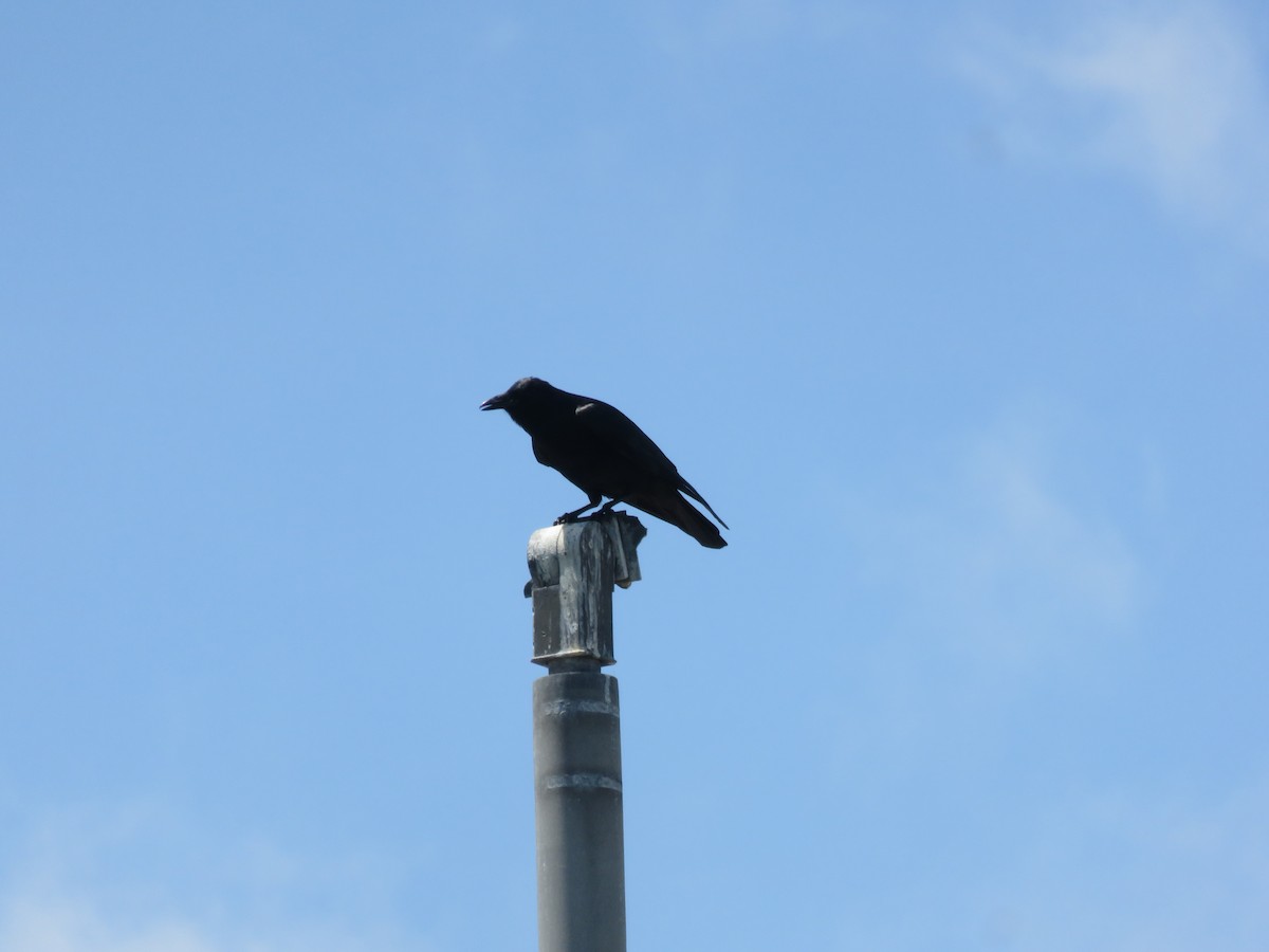 Fish Crow - ML638383366