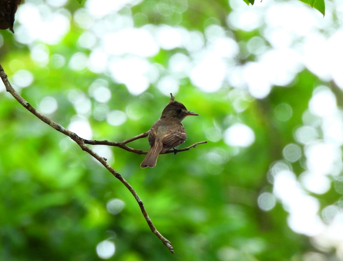 Northern Tropical Pewee - ML638383383
