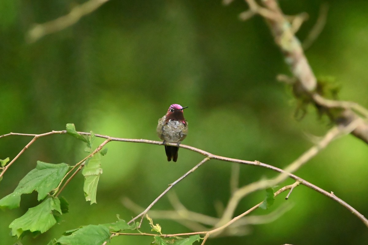 Anna's Hummingbird - ML638383384