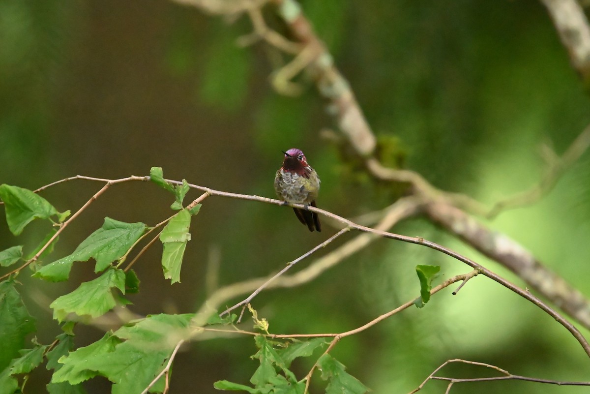Anna's Hummingbird - ML638383385