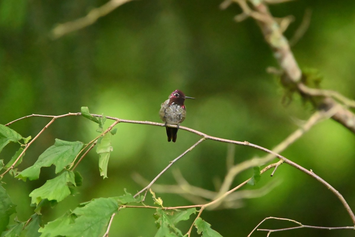 Anna's Hummingbird - ML638383386