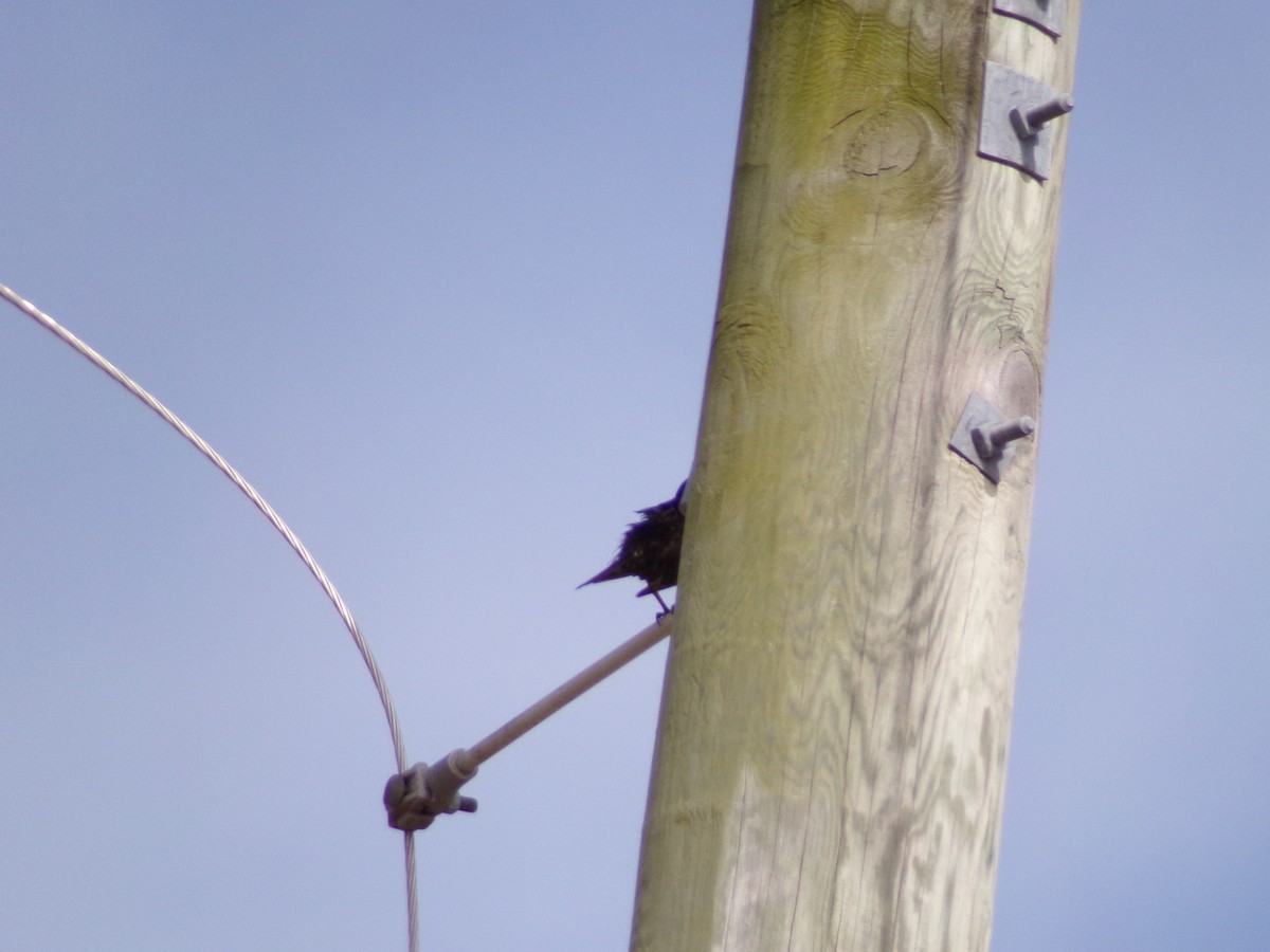 European Starling - ML638383406