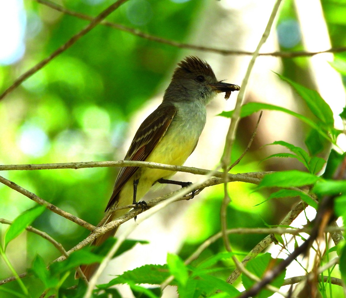 Brown-crested Flycatcher - ML638383408