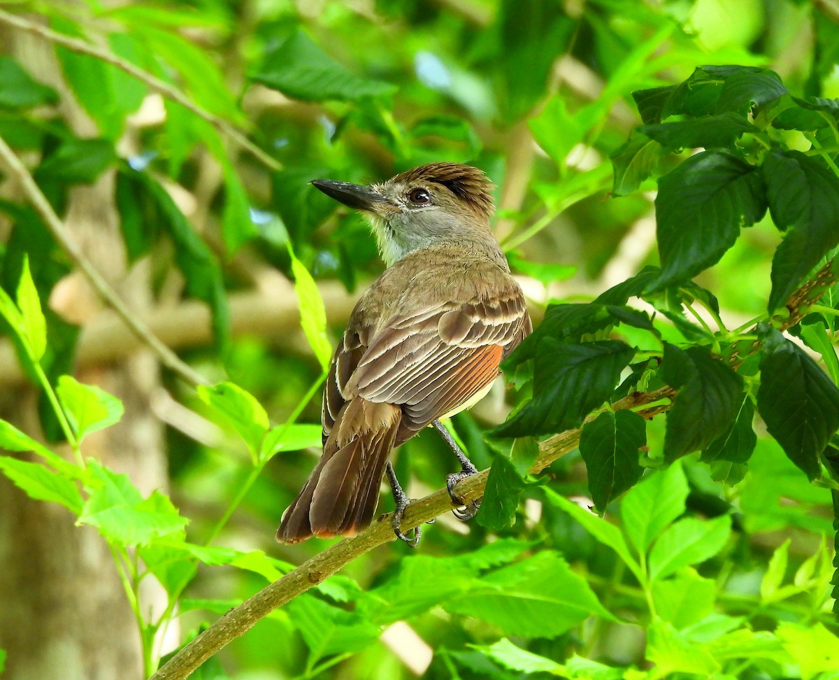 Brown-crested Flycatcher - ML638383409