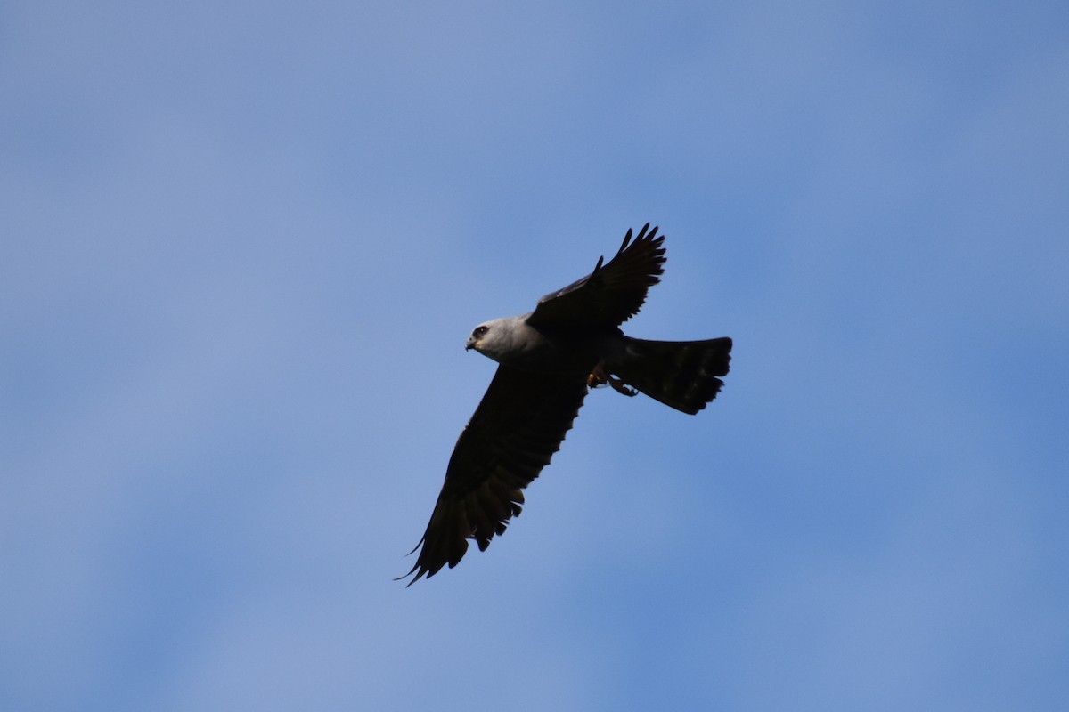 Mississippi Kite - ML638383414