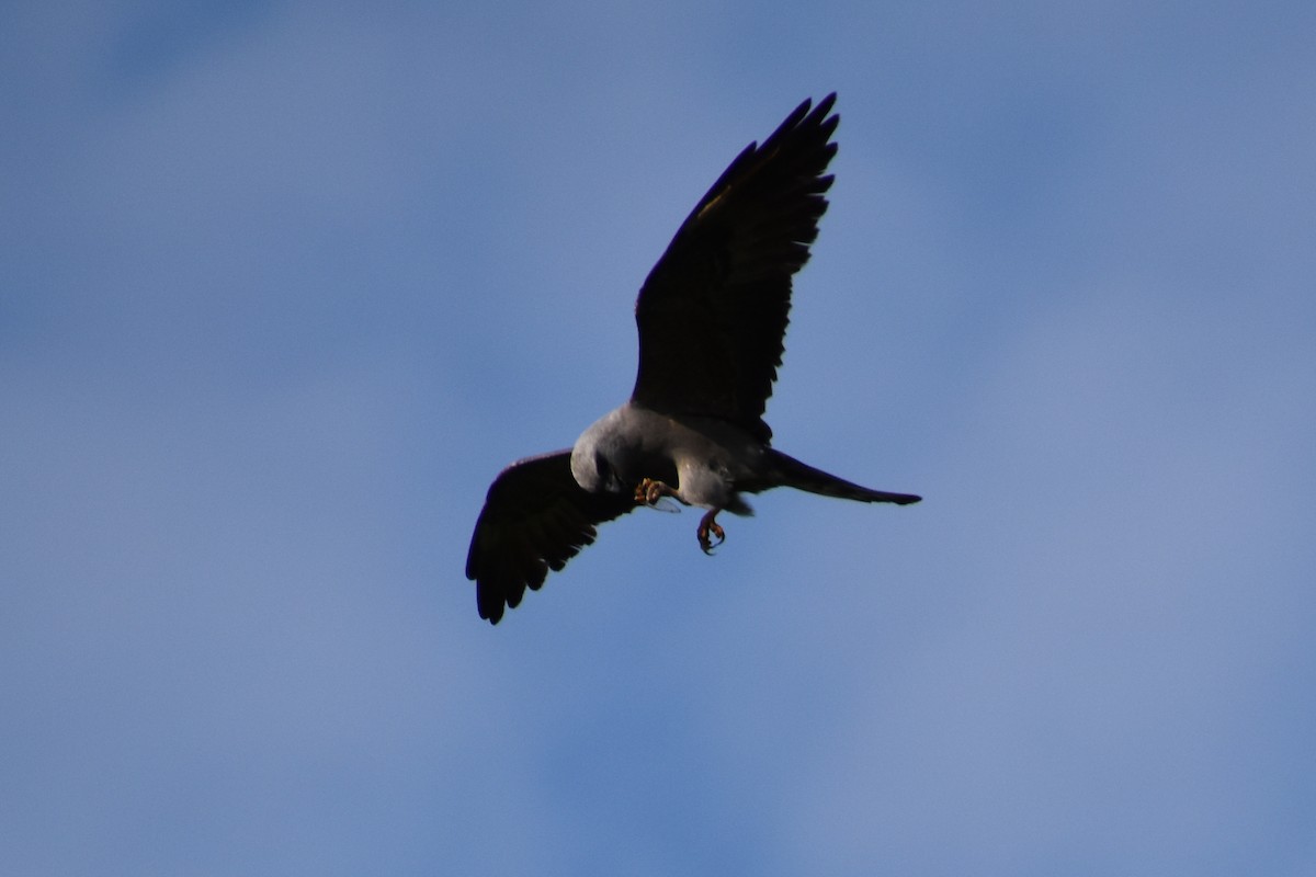 Mississippi Kite - ML638383419