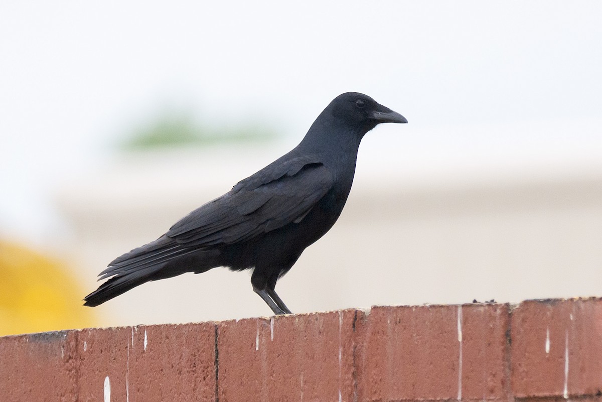 Fish Crow - ML638383430
