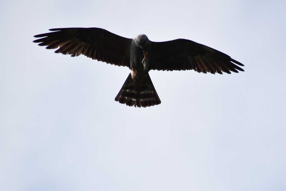 Mississippi Kite - ML638383435