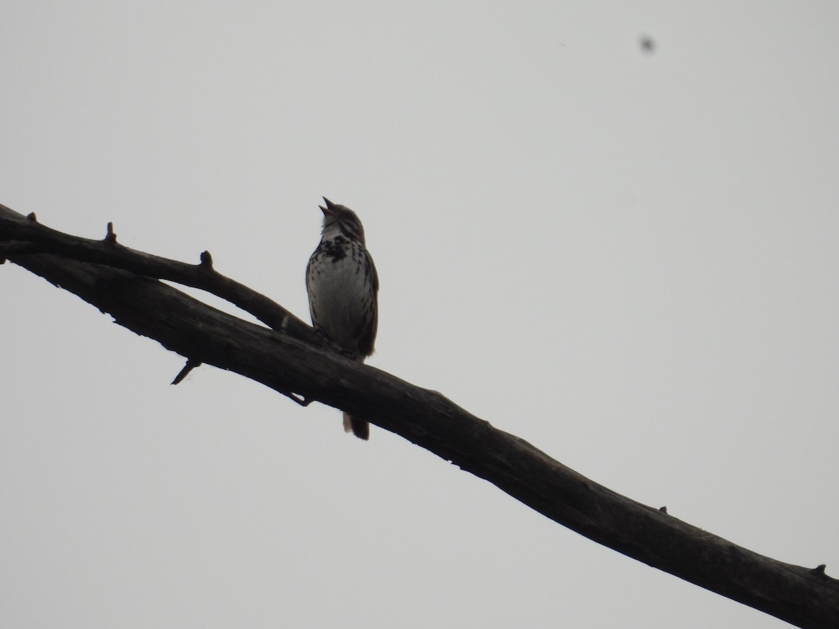 Song Sparrow - ML638383452
