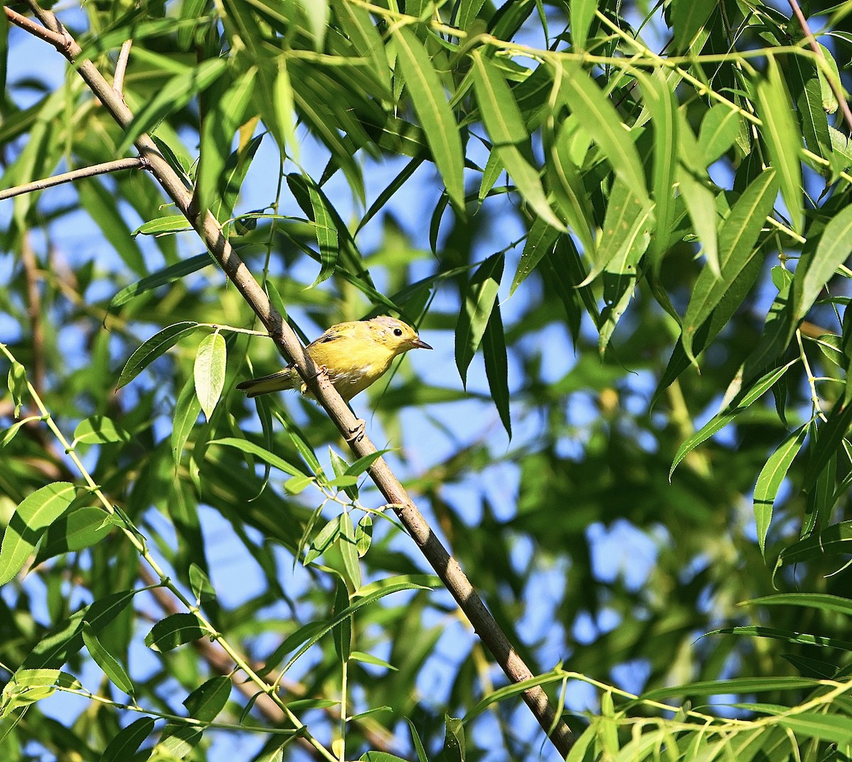 Goldwaldsänger - ML638383468