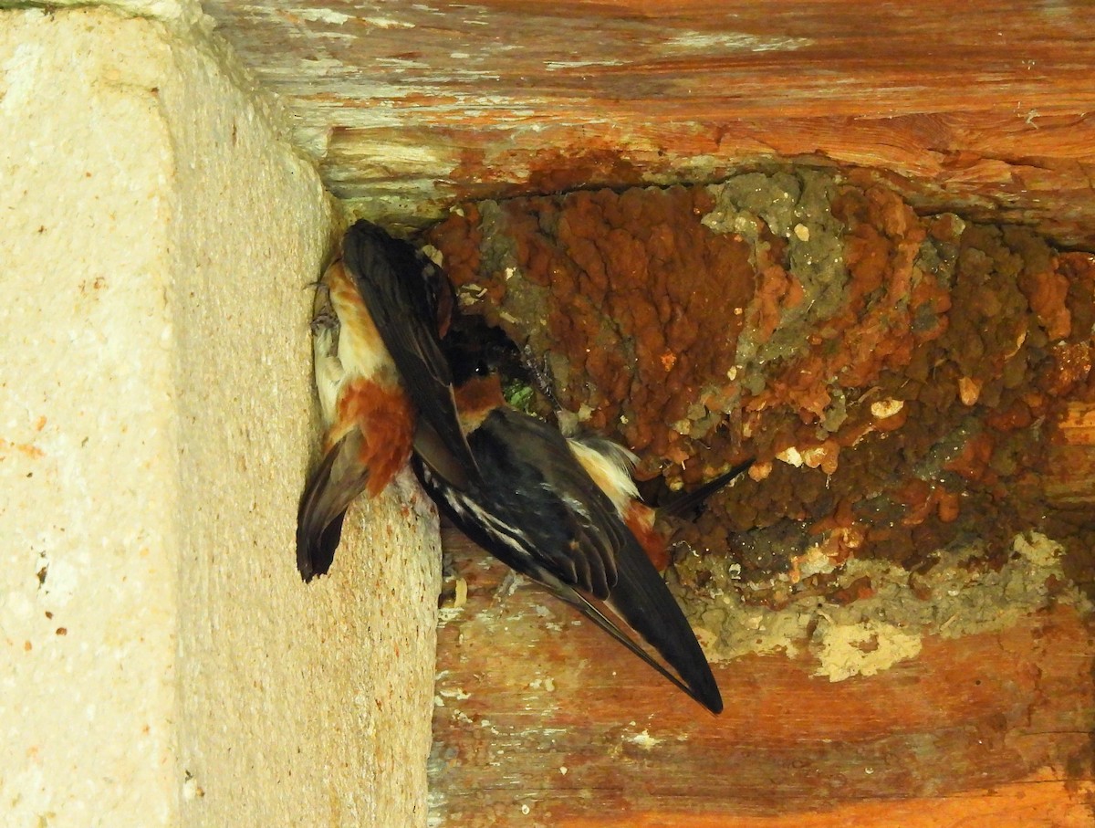 Cave Swallow - ML638383470