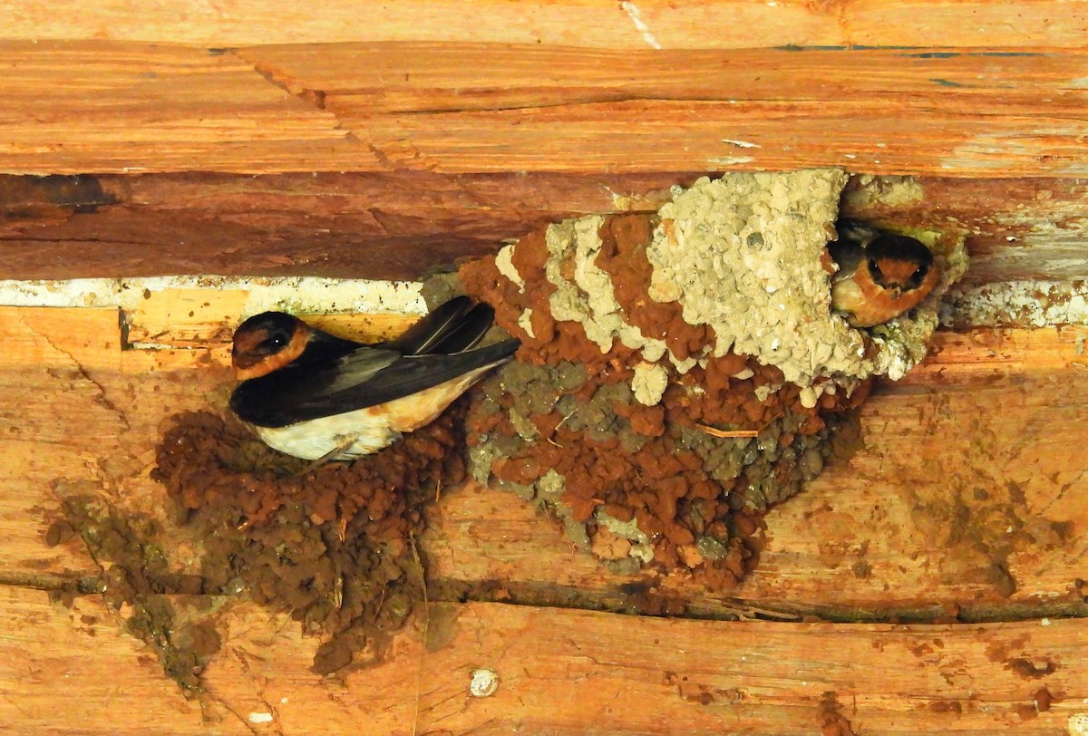 Cave Swallow - ML638383471