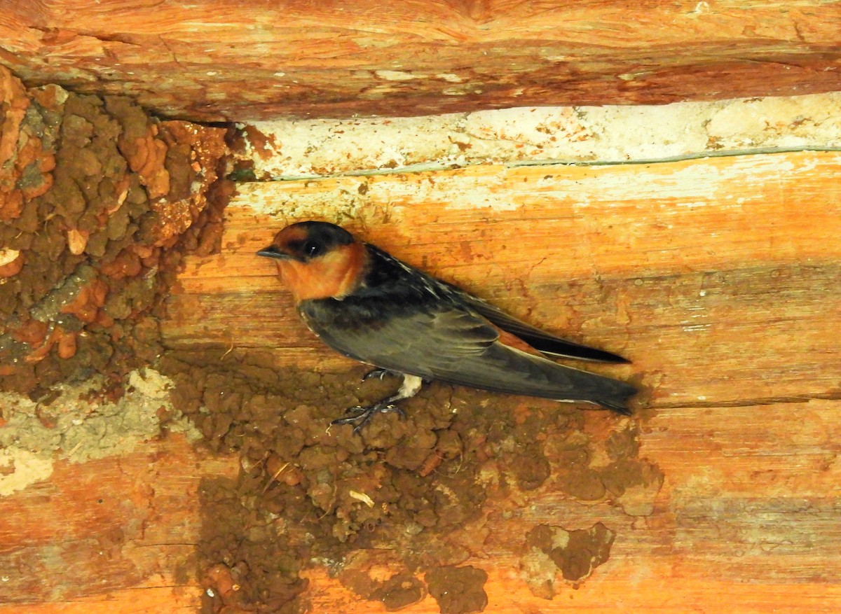 Cave Swallow - ML638383472