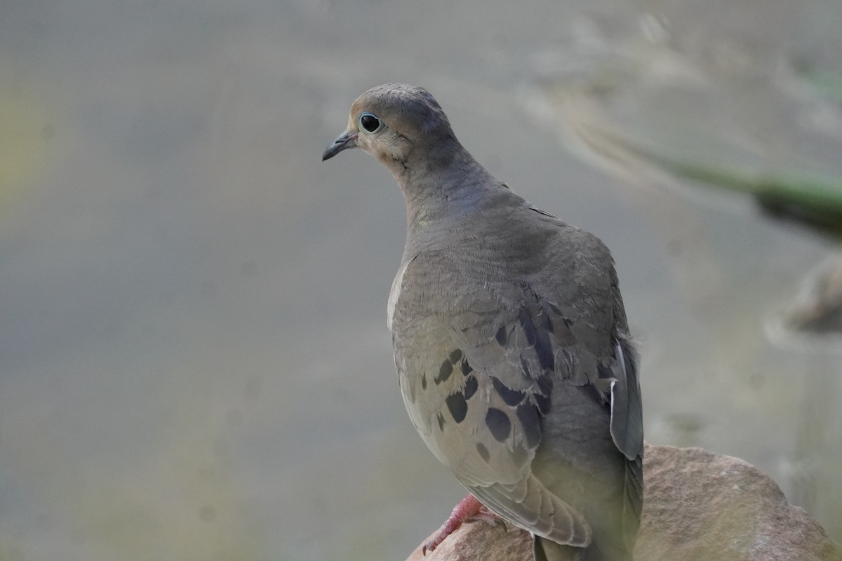 Carolinataube - ML638383477