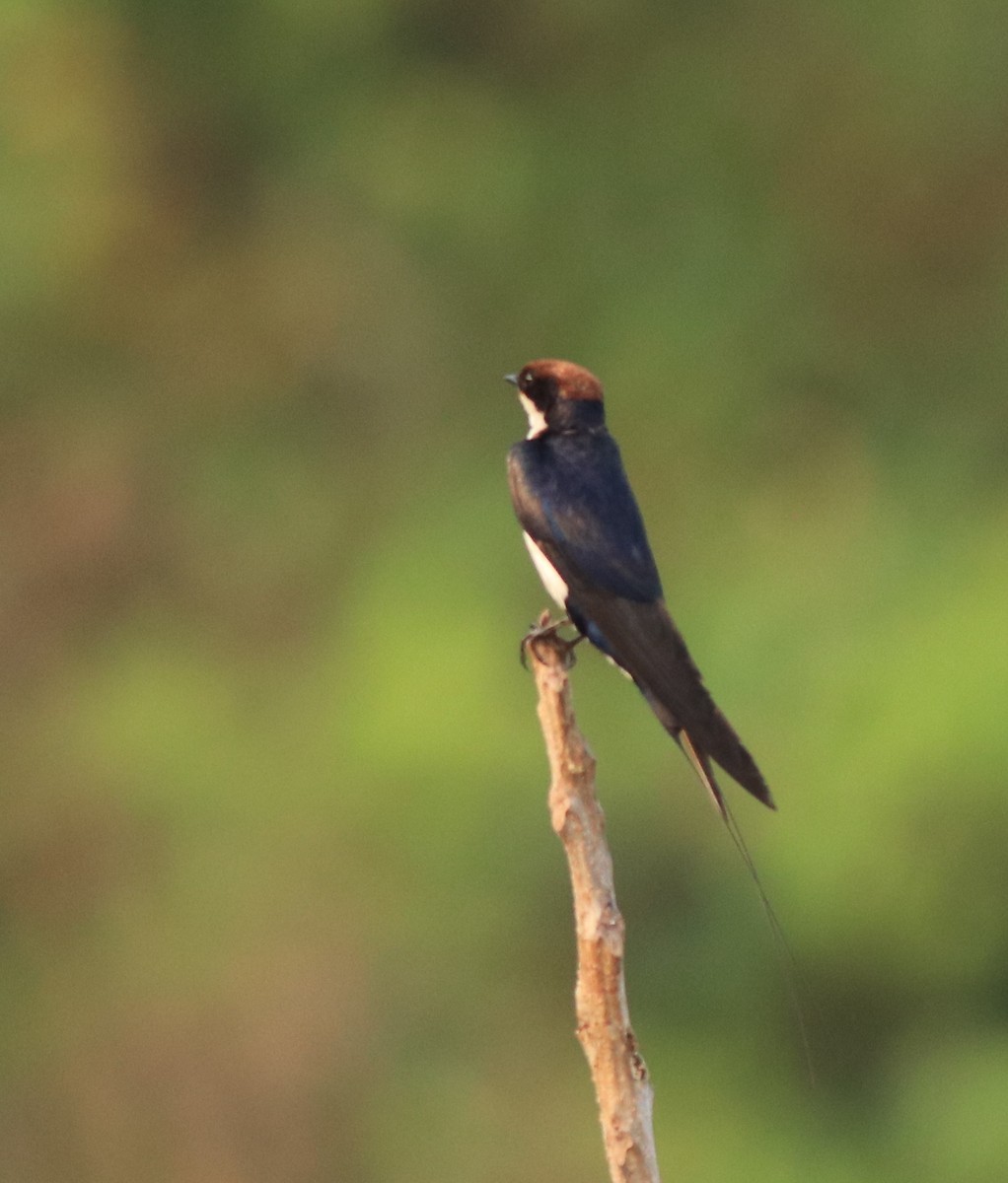 Wire-tailed Swallow - ML638383480