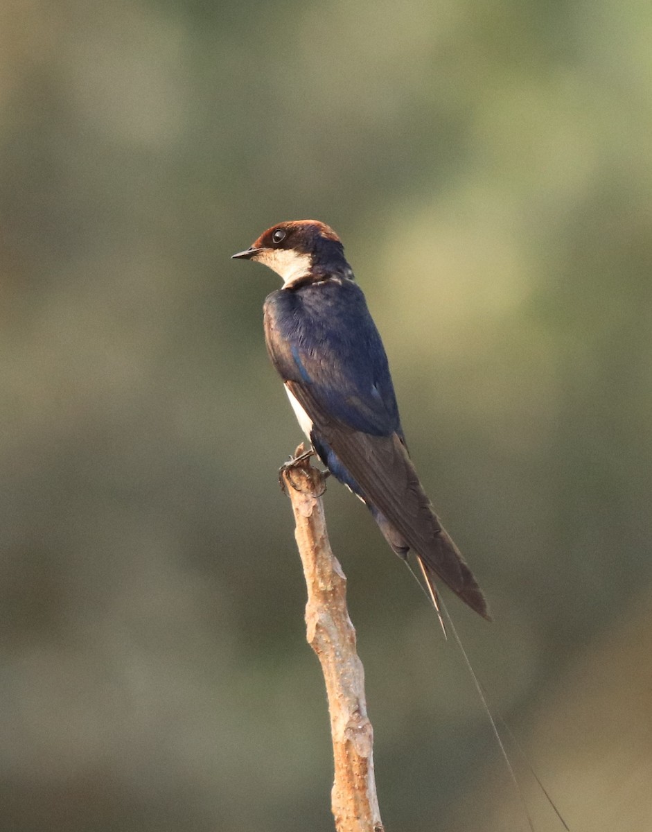 Wire-tailed Swallow - ML638383481