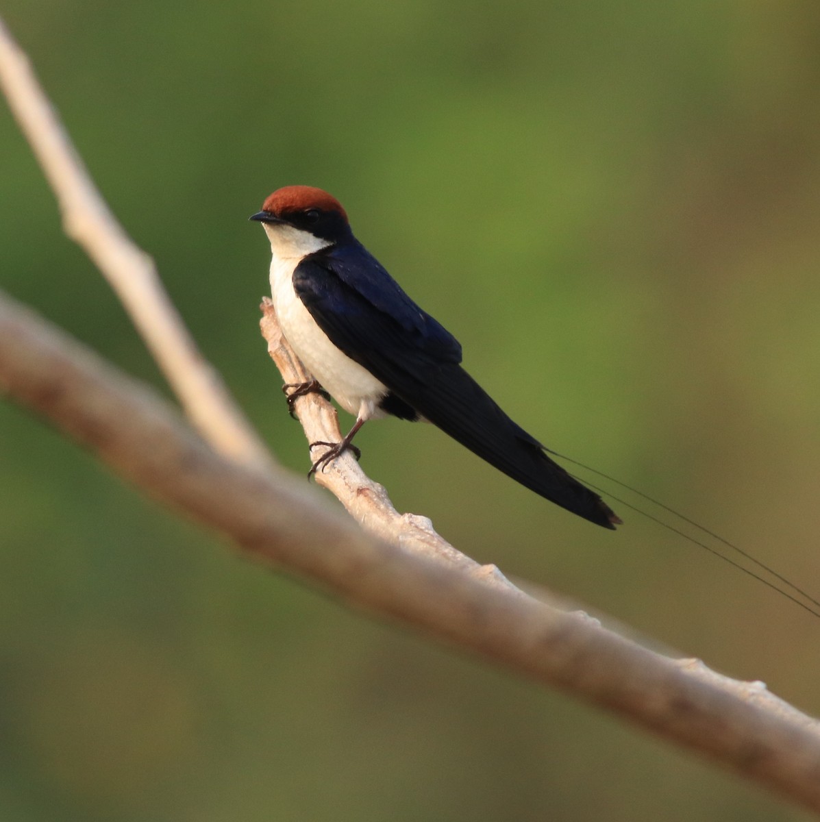 Wire-tailed Swallow - ML638383482