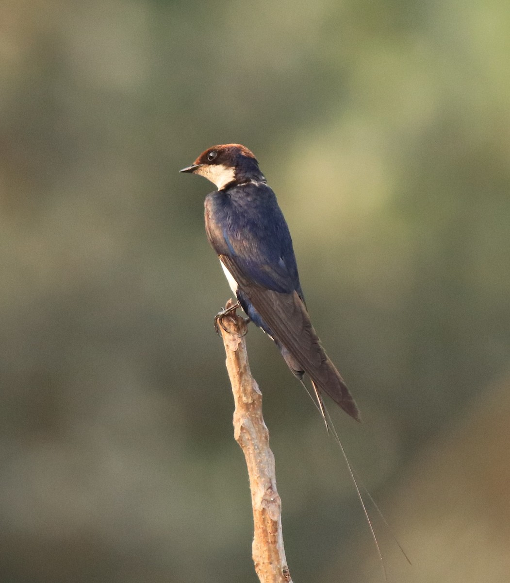 Wire-tailed Swallow - ML638383483