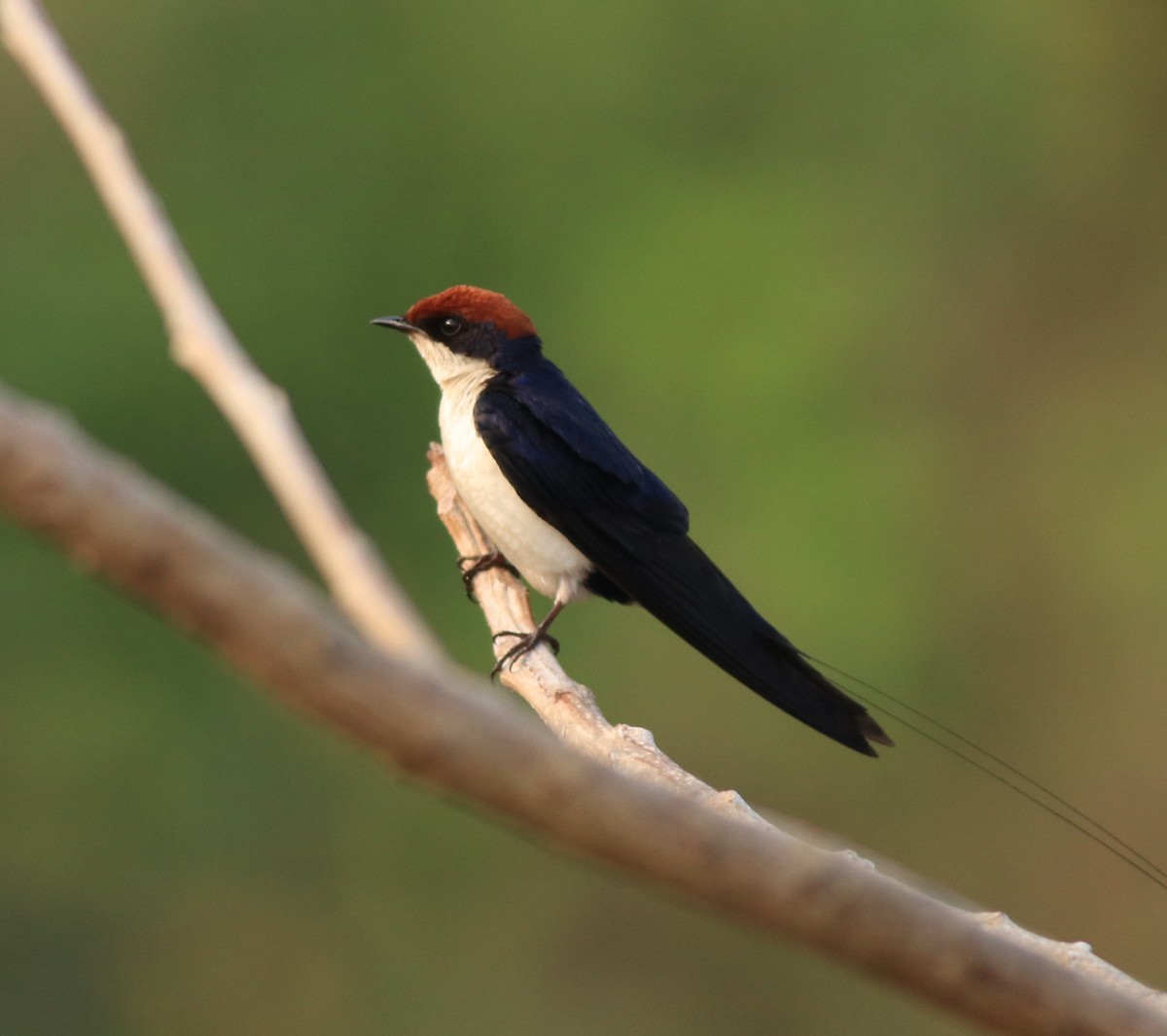 Wire-tailed Swallow - ML638383484