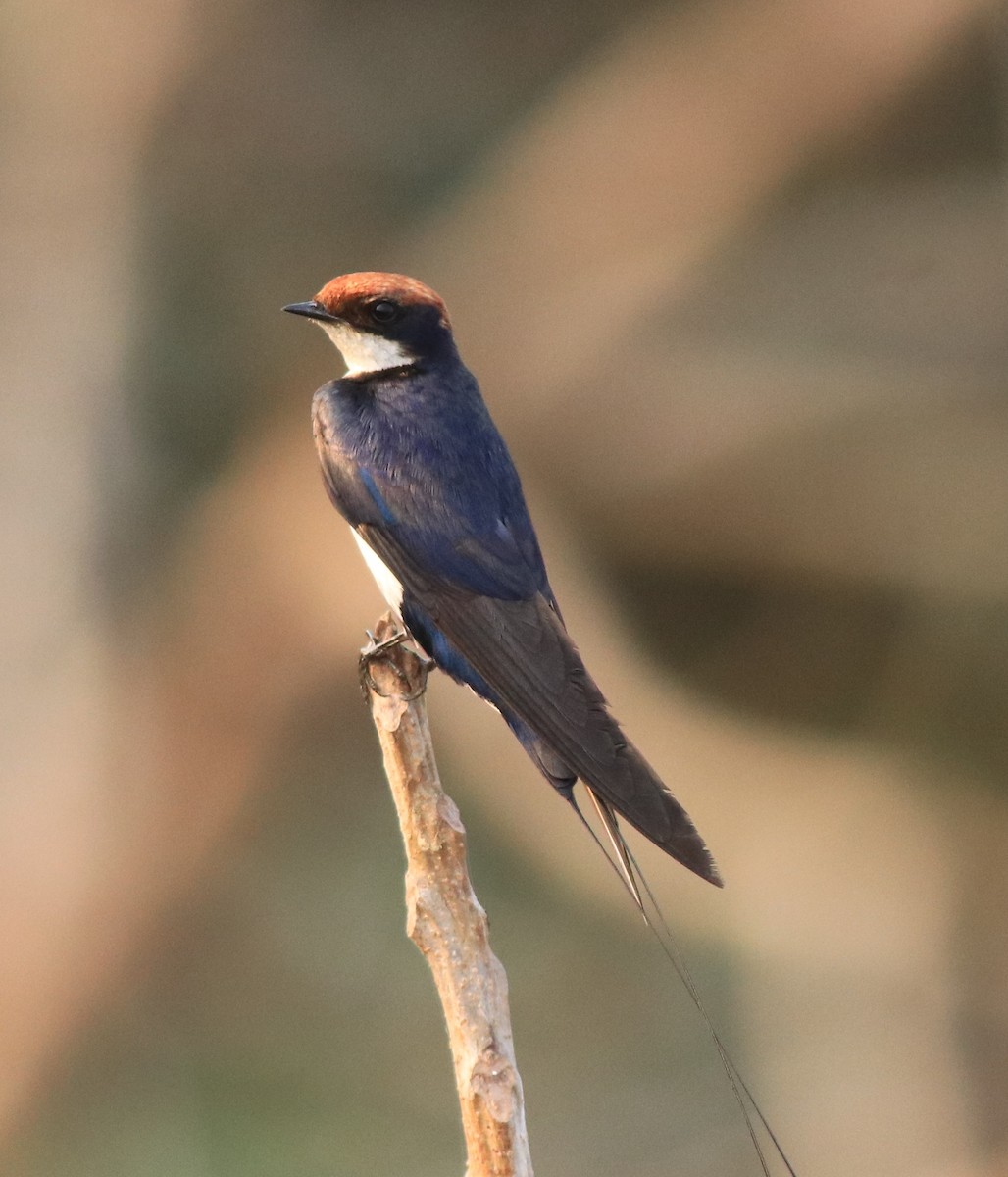 Wire-tailed Swallow - ML638383485