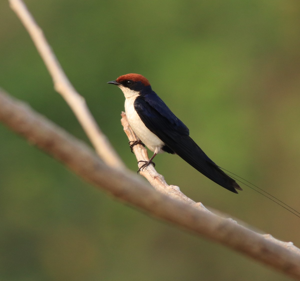 Wire-tailed Swallow - ML638383486