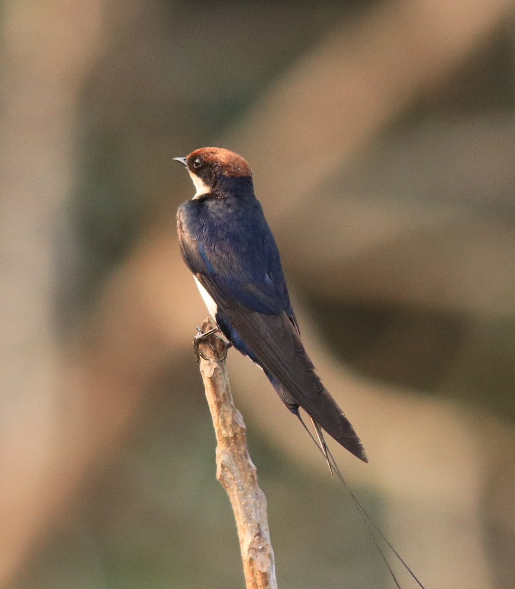 Wire-tailed Swallow - ML638383487