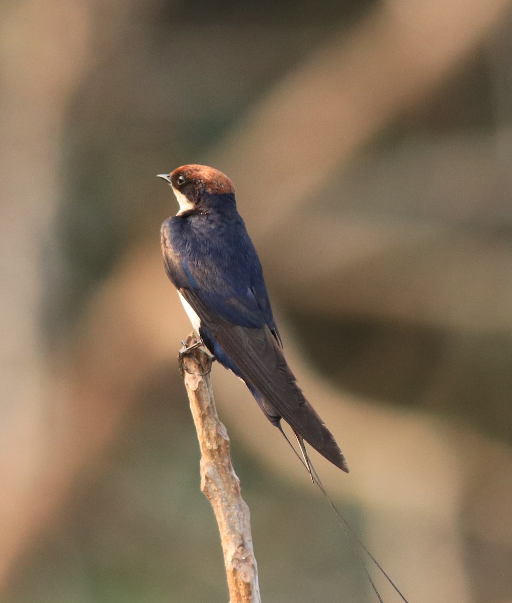 Wire-tailed Swallow - ML638383488